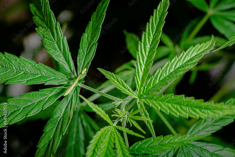 species of praying mantis found on the cannabis plant species of praying mantis found on the cannabis plant
