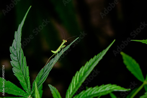 species of praying mantis found on the cannabis plant