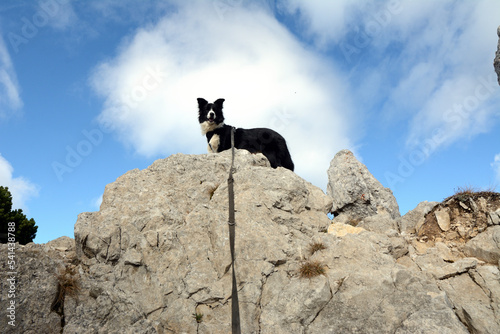 Czarno-biały pies rasy Border Colie na górskim szlaku