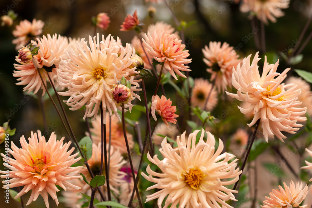 Fototapeta premium Blooming dahlias in the garden on an autumn cloudy day