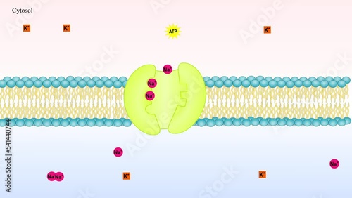 Active transport in cell membrane, sodium-potassium pump. Animation photo