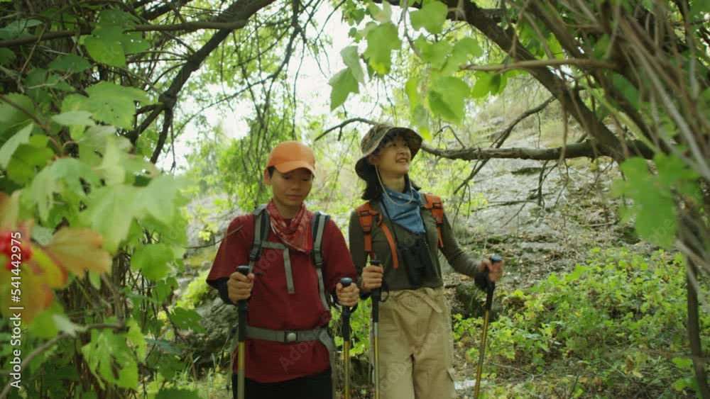 Slow motion shot of two Asian female tourists walking with trekking poles trough beautiful green forest and enjoying nature around while hiking in mountains Slow motion shot of two Asian female tourists walking with trekking poles trough beautiful green forest and enjoying nature around while hiking in mountains
