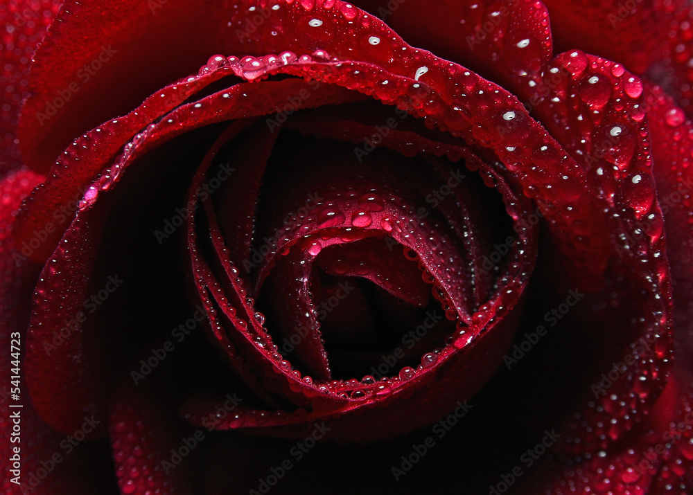 Naklejka premium red rose with water drops
