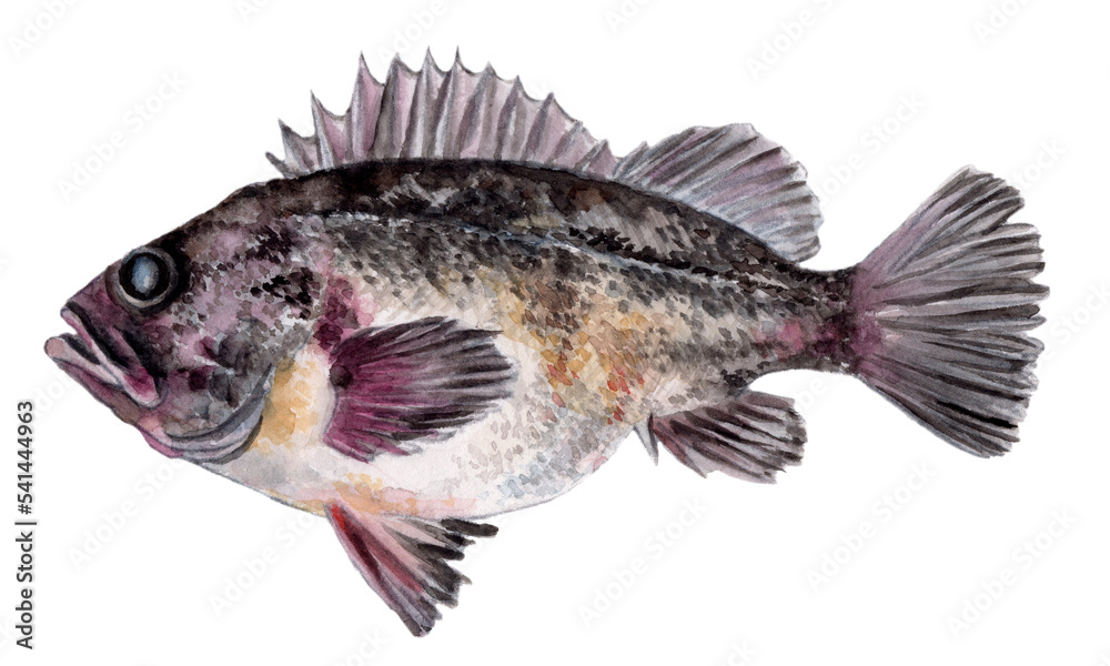 Fototapeta premium クロソイ 手描き水彩画