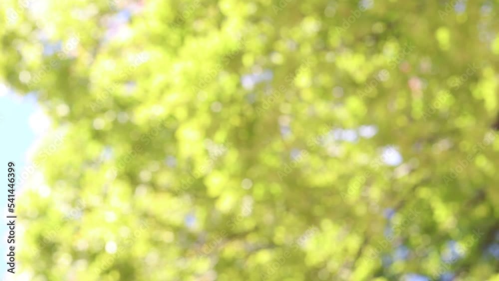 緑・木の葉・風・ボケ
緑・木の葉・風・ボケ