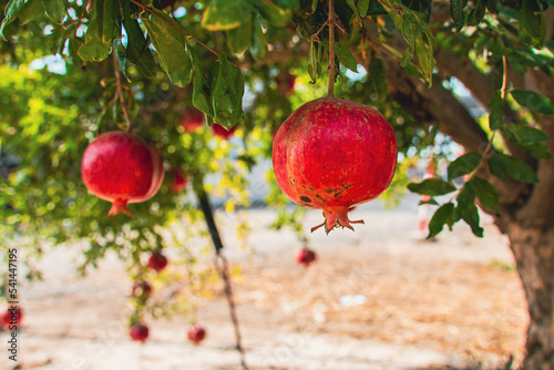 Foto Pomegranate fruit getting ripe on the tree