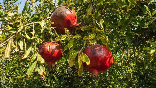 Foto Ripe pomegranates on a tree