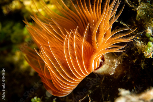A pencil worm alone on a rock in Ayvalık