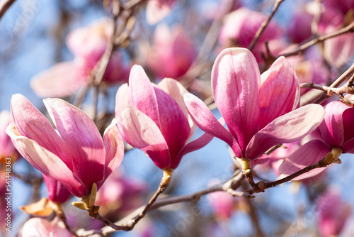 春の木蓮 © tomiyama