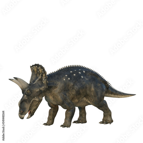 Grazing Nedoceratops dinosaur  originally know as Diceratops. 3D illustration isolated on transparent background.