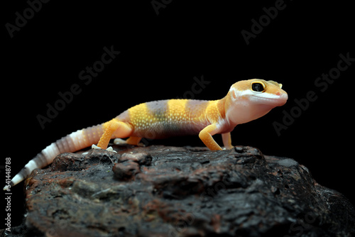 Snow Tremper Lemon Frost Gecko, Eublepharis macularius leopard gecko on the rock. photo