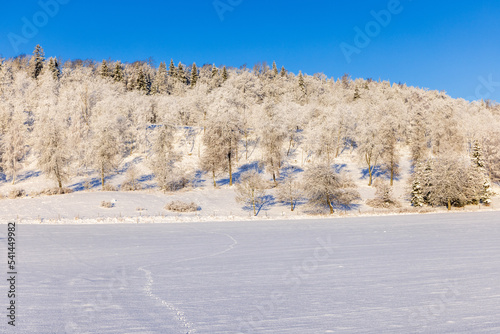 Wallpaper Mural Beautiful winter landscape with animal tracks in the snow Torontodigital.ca