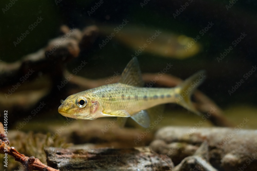 Φωτογραφία gudgeon adult male individual swim over driftwood and blurred hardscape, clever