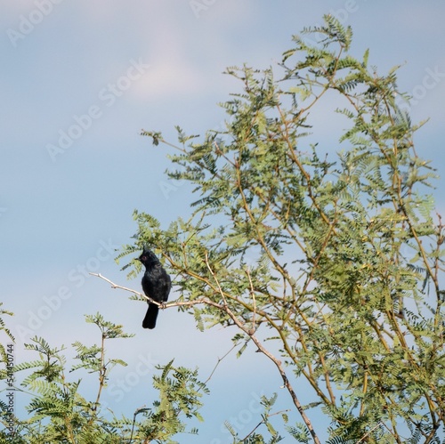 Bottom shot of beautiful black phainopepla bird perched on tree branch under blue sky photo