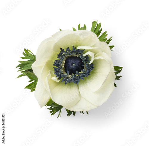 Fotografiet single fresh white /light green anemone flower, isolated, flat lay / top view - design element or digital styling prop for e