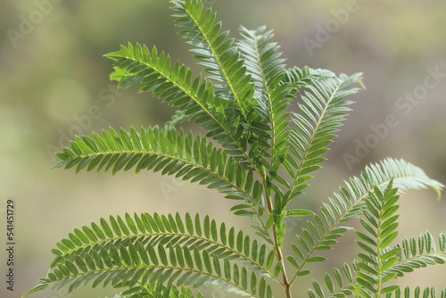 a closeup of leaves of Jacaranda mimosifolia that is a sub-tropical tree native to south-central South America