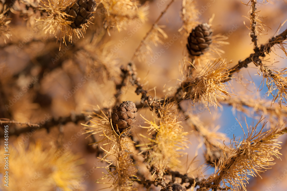 yellow needles and cones of larch in autumn yellow needles and cones of larch in autumn