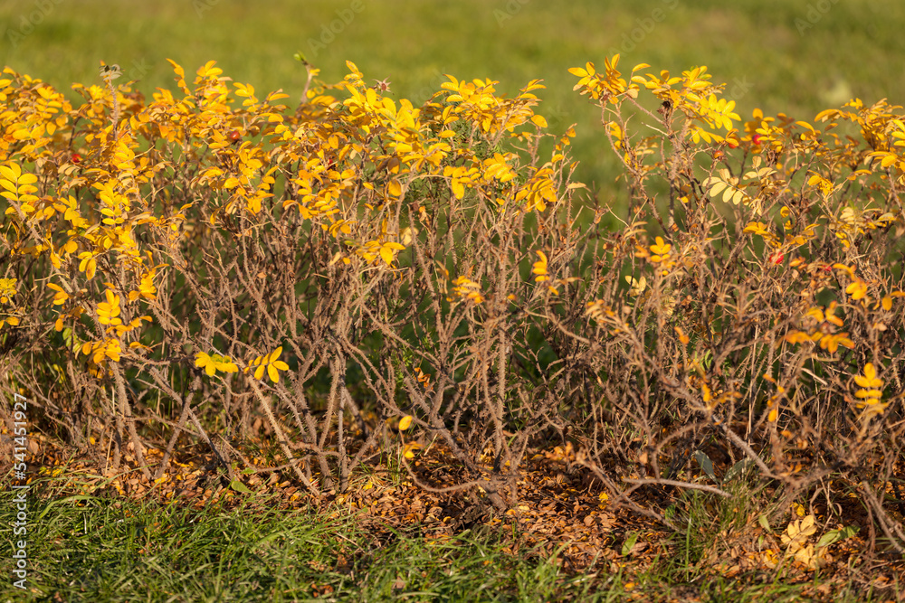 rosehip bushes with yellow leaves