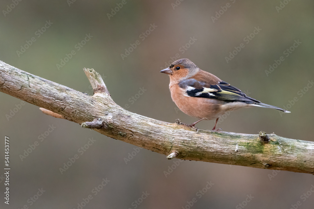 Chaffinch (Fringilla coelebs) perched on a branch in the forest in autumn, Cairngorms, Scotland Chaffinch (Fringilla coelebs) perched on a branch in the forest in autumn, Cairngorms, Scotland