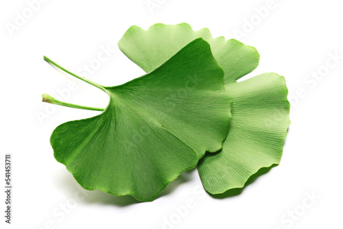 Bild auf Leinwand Ginkgo biloba green leaves isolated on white