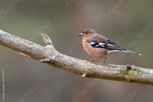 Chaffinch (Fringilla coelebs) perched on a branch in the forest in autumn, Cairngorms, Scotland