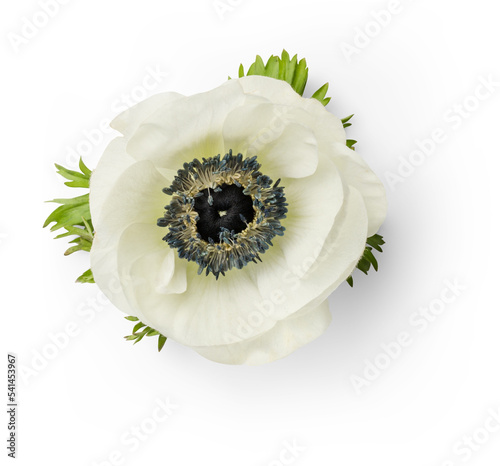 single white / light green anemone flower, isolated, top view / flat lay - delicate design element or styling prop for e Fototapet