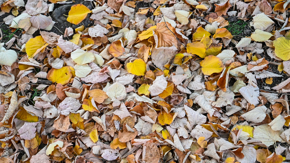 Colors of the fall. Fallen dry leaves on the ground in forest in autumn. Fallen tree leaves. Colors of the fall. Fallen dry leaves on the ground in forest in autumn. Fallen tree leaves.