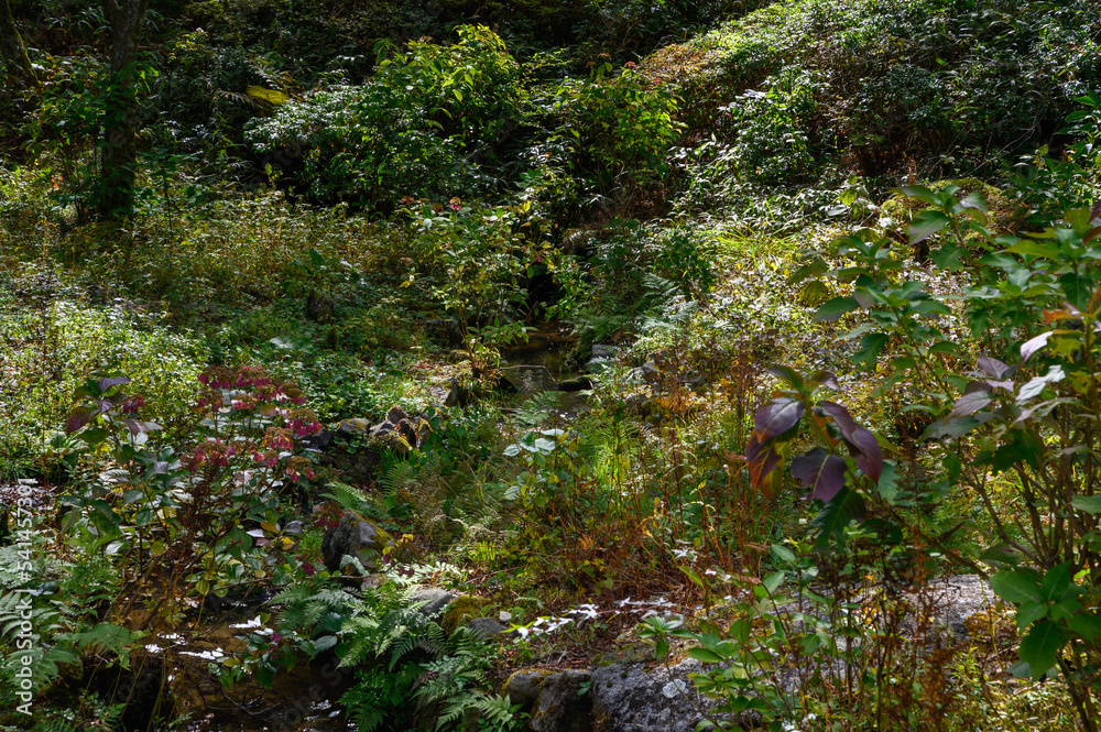 Fototapeta premium 六甲高山植物園