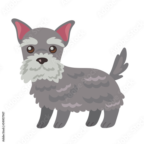 cute dog schnauzer