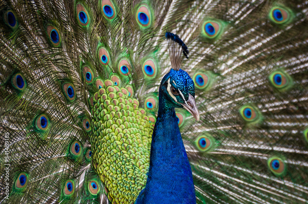 Obraz premium Beautiful male peacock with feathers open, close up photo