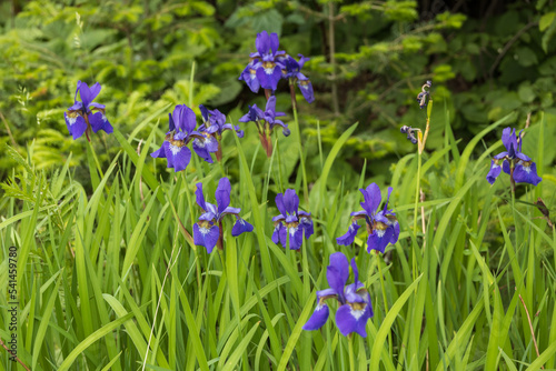 Purple Iris in the sunshine, close-up
