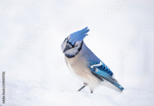 Blue Jay (Cyanocitta cristata) in the snow searching for food in a Canadian winter. © Jim Cumming