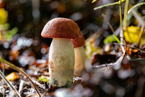 Young Aspen mushroom (Leccinum albostipitatum) in the sunlight photo