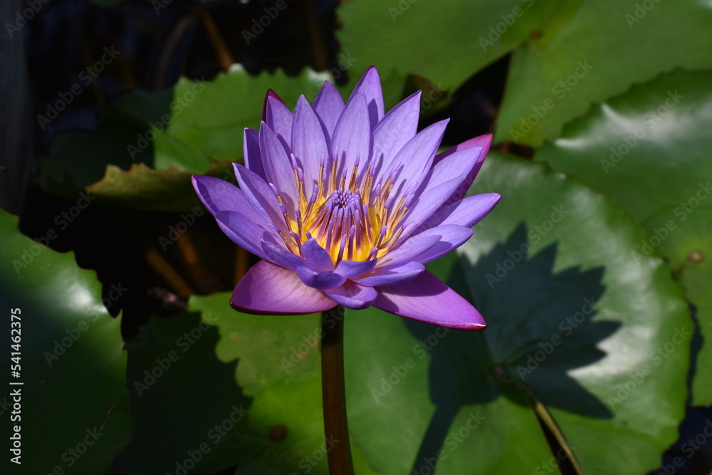 Close up shot of blue lotus with green leaves floating in pond Close up shot of blue lotus with green leaves floating in pond