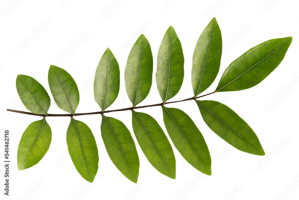 Eurycoma longifolia Jack branch green leaves on tranparent background. Eurycoma longifolia Jack branch green leaves on tranparent background.