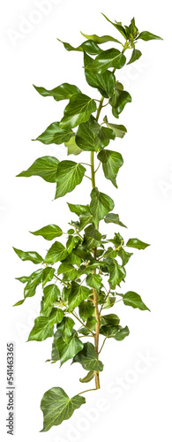 Quadro su tela green leaves of a ivy / hedera branch isolated on transparent background - png -