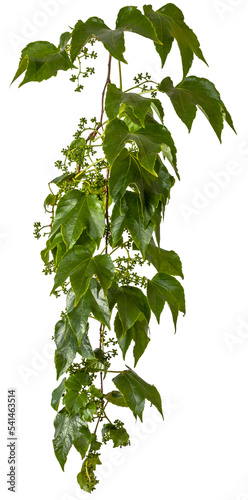 green leaves of a vine branch isolated on transparent background - png - image compositing footage - alpha channel 