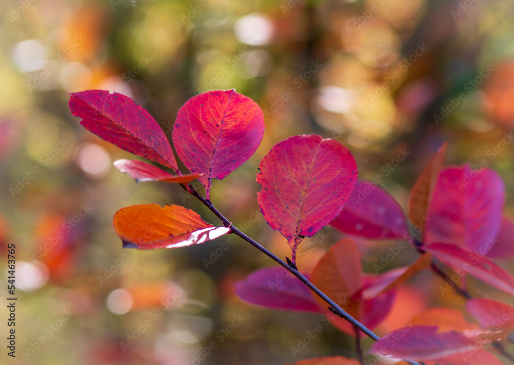 Red autumn leaves branch.