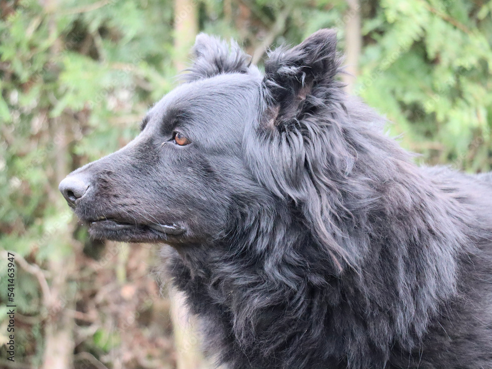 Greta, the German shepherd dog, is a loyal and loving companion, known for her boundless energy, intelligence, and courage. Greta, the German shepherd dog, is a loyal and loving companion, known for her boundless energy, intelligence, and courage.