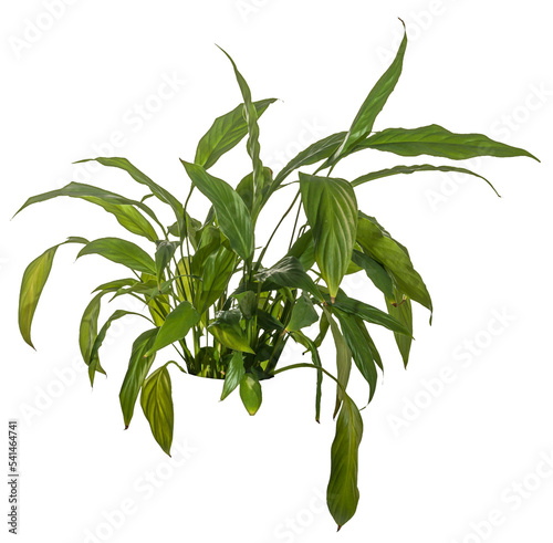 green leaves of fern plant isolated on a transparent background - png - image compositing footage