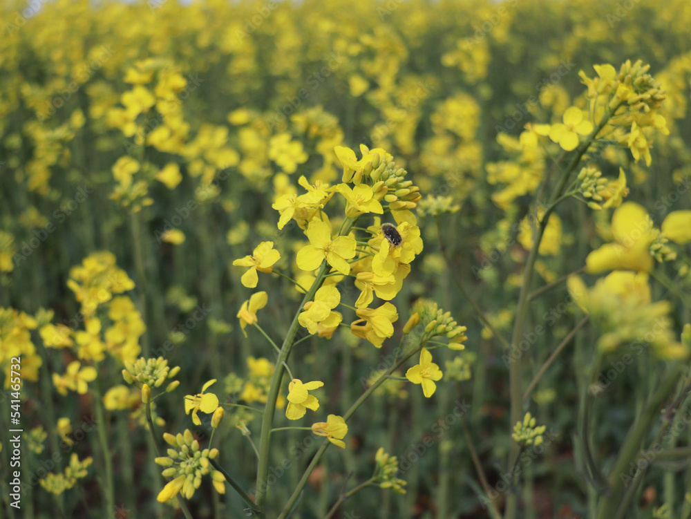 The yellow rape flowers of spring paint the landscape with their bright, sunny hue, filling the air with a sweet fragrance. The yellow rape flowers of spring paint the landscape with their bright, sunny hue, filling the air with a sweet fragrance.