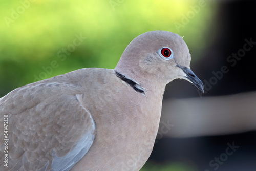 close up portrait of a dove. selective focus. The Eurasian collared dove (Streptopelia decaocto) is a dove species native to Europe and Asia
