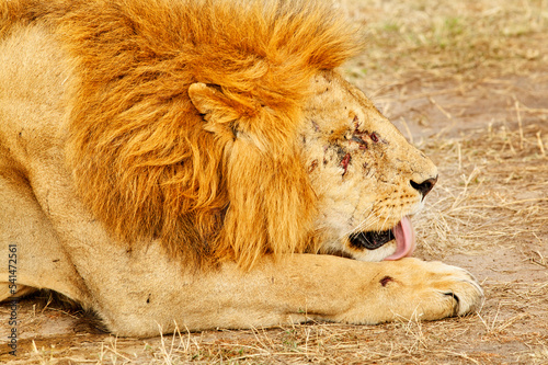 Wounded Lion (Panthera Leo) resting on the savanna plains of Masai Mara, Kenya