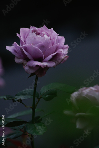 秋にバラが鮮やかに咲く