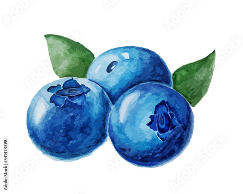 blueberry watercolor illustration