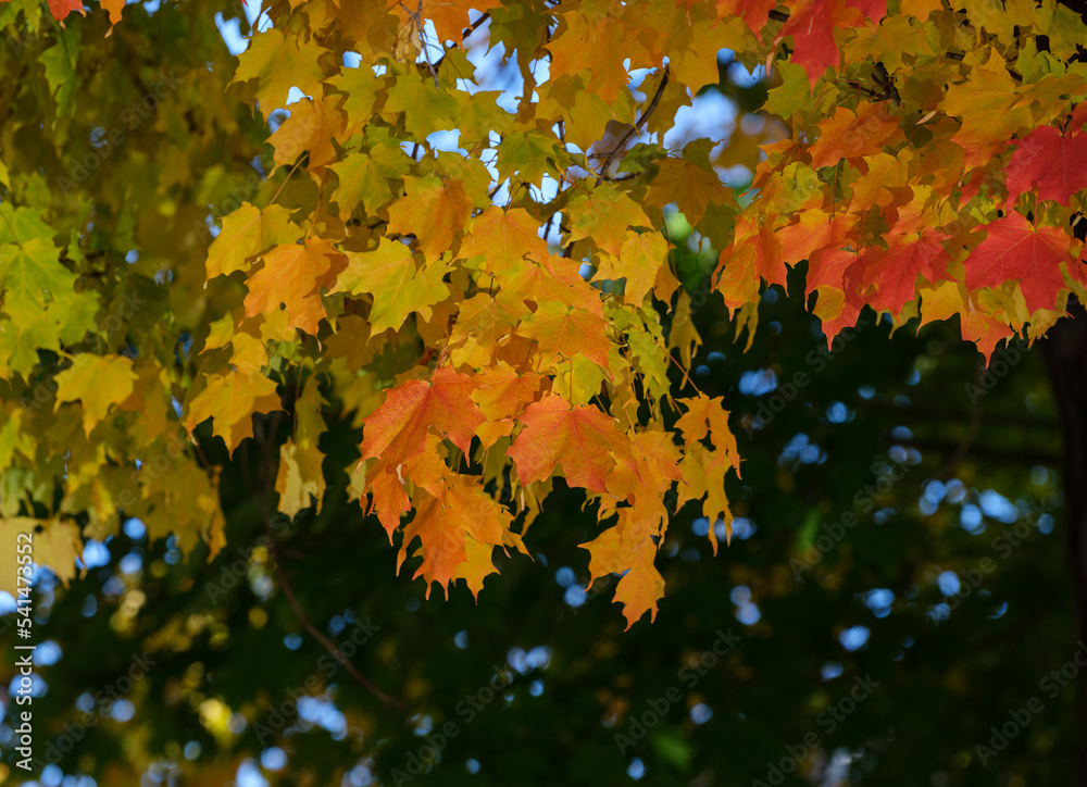 Fototapeta premium Orange and yellow autumn maple leaves