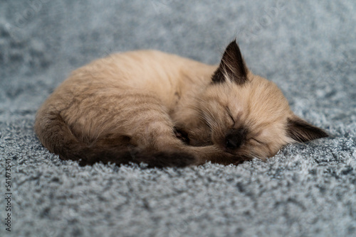 A cute little Siamese kitten sleeps sweetly, curled up in a ball, on a gray plaid