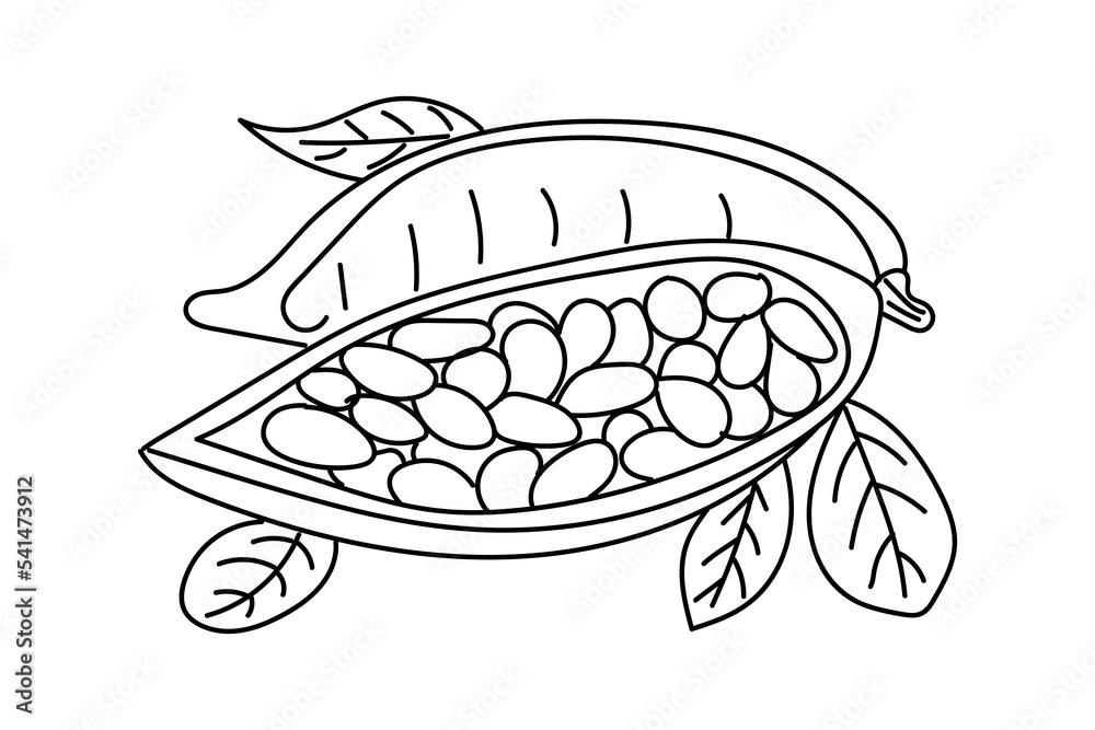 Cocoa hand drawn. Cocoa linear vector illustration on white background. vector eps10 Cocoa hand drawn. Cocoa linear vector illustration on white background. vector eps10