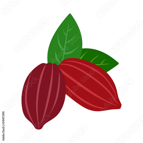 Cocoa and leaf vector. Cocoa in tree flat illustration on white background. vector eps10