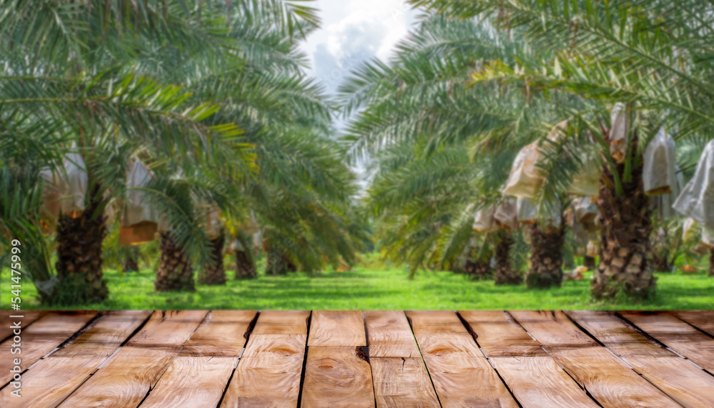 Beautiful wooden floor and blurred Barhi Dates palm garden nature background, agriculture product standing showcase background, Barhi Dates palm tree garden and healthy food concept Beautiful wooden floor and blurred Barhi Dates palm garden nature background, agriculture product standing showcase background, Barhi Dates palm tree garden and healthy food concept